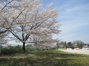 みごとな桜たち