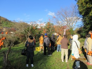 柿畑を見学する参加者