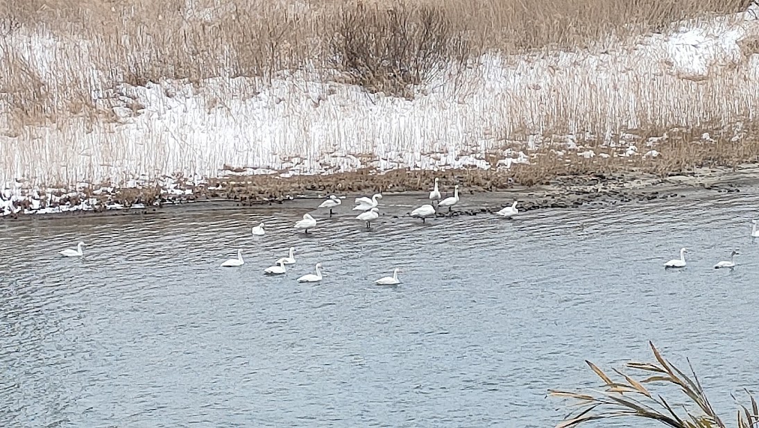 阿武隈川で越冬する白鳥