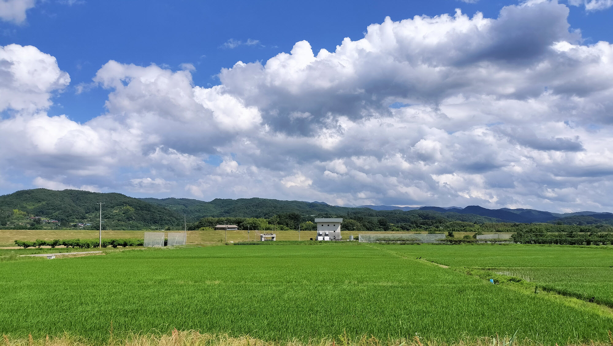 2023年6月25日の五十沢。五月晴れの水田