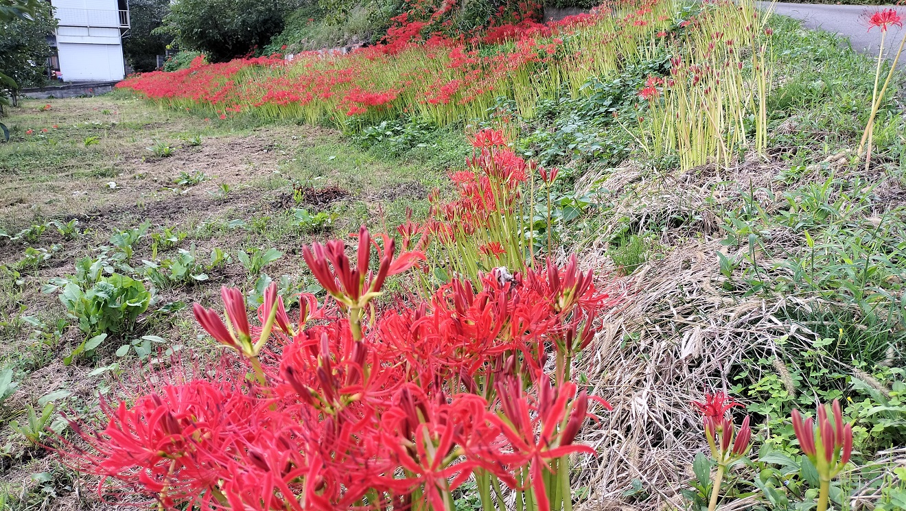 彼岸花（曼珠沙華）